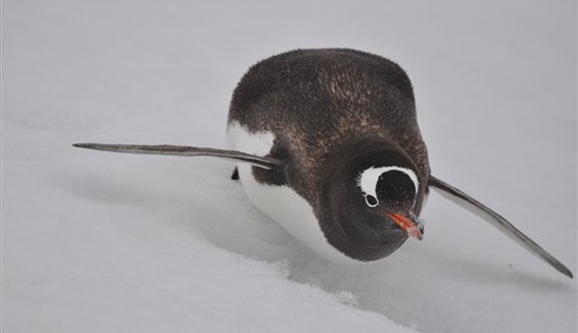 Eselspinguin Antarktis