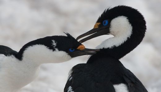 Wildvögel Antarktis