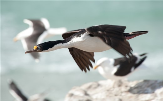 Seevogel im Flug Antarktis