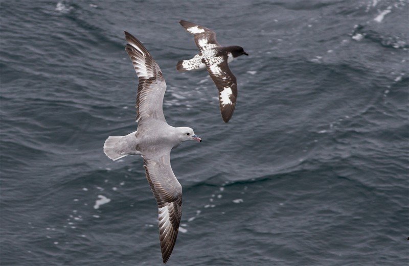 Wildvögel Antarktis