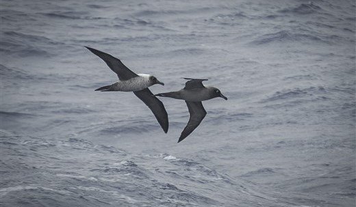 Graumantelalbatros Antarktis