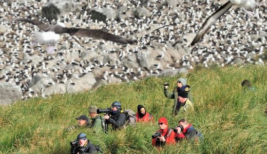 Albatross Kolonie an Land Antarktis