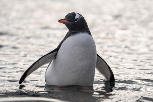 Eselpinguin