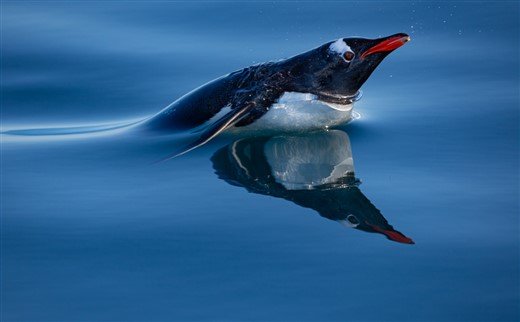 Eselspinguin Antarktis