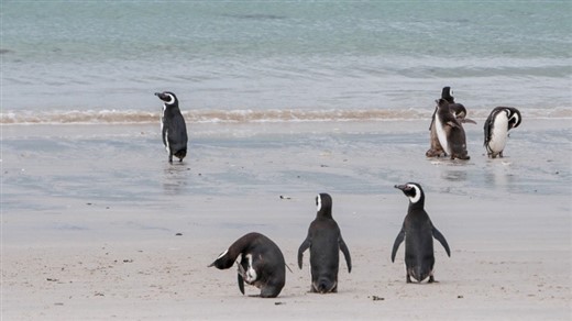 Pinguine an Land Antarktis