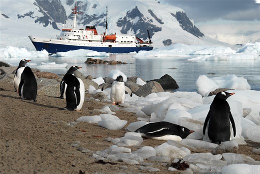 Pinguine