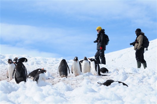 Pinguine im Schnee Antarktis