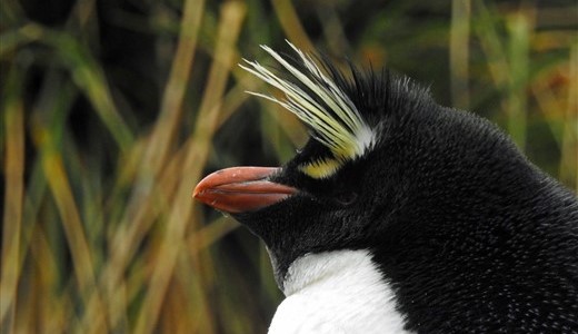 Felsenpinguin Antarktis
