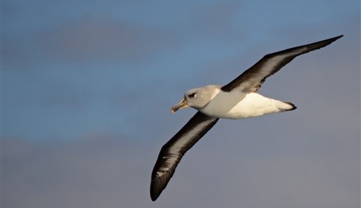 Grauköpfiger Albatros Antarktis