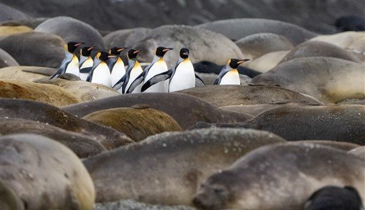 Königspinguine und Robben