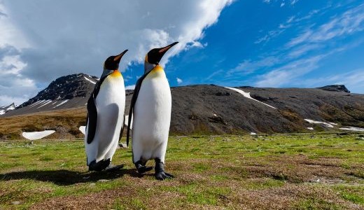 Pinguinpärchen an Land Antarktis