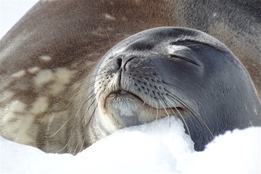 Schlafende Weddellrobbe Antarktis