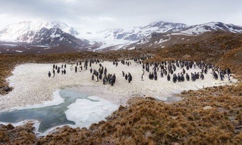 Königspinguine