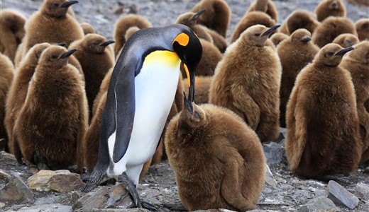 Königspinguine mit Küken Antarktis