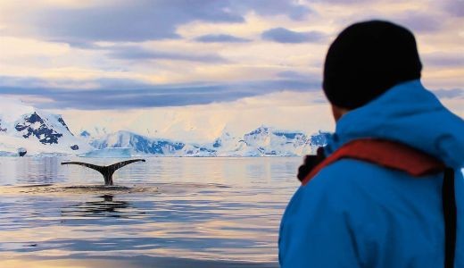 Walbeobachtung vor schneebedeckten Bergen Antarktis