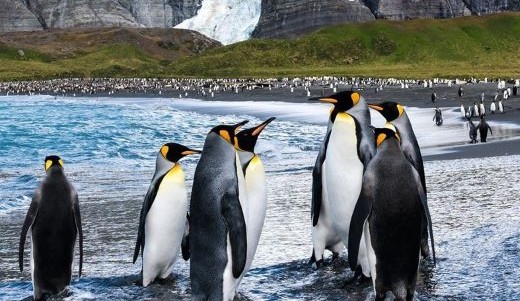 Königspinguine Antarktis