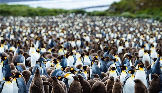 Königspinguine Antarktis