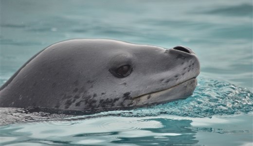 Schwimmende Robbe Antarktis