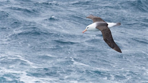 Seevogel Antarktis