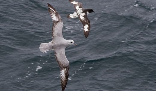 Seevögel über dem Meer Antarktis