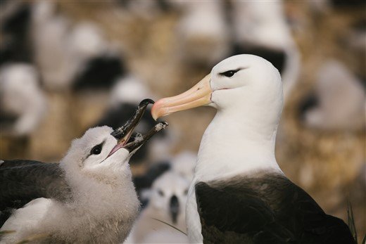 Schwarzbrauenalbatros