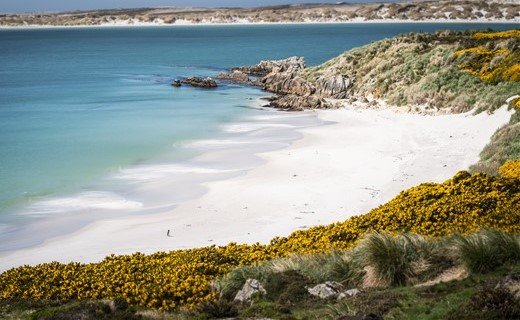 Weißer Strand mit blauem Meer und Dünenvegetation auf den Falkland Inseln.