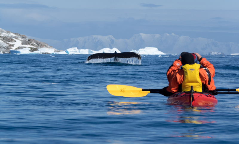 Kayak und Wal Antarktis