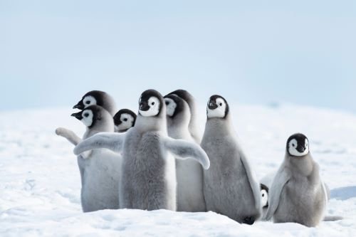 Kaiserpinguin Küken stehen in der Gruppe im Eis.