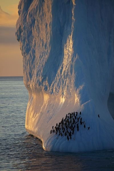 Pinguine an Eisberg Antarktis