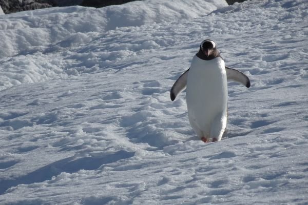 Ein Eselspinguin läuft durch den Schnee zum Wasser.