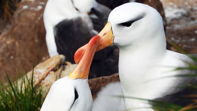 Falklandinseln_Albatrosse