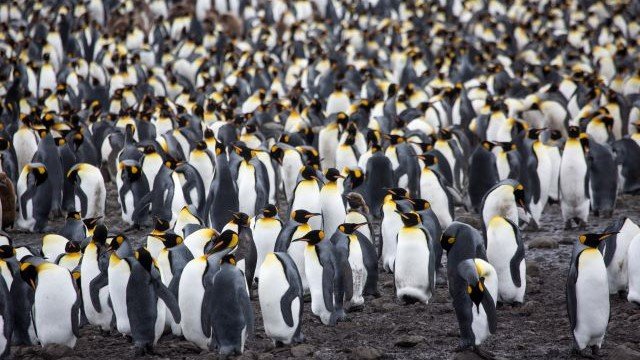 Königspinguin_Kolonie_Südgeorgien_Sailsbury