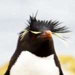 Felsenpinguin schaut frech in die Kamera