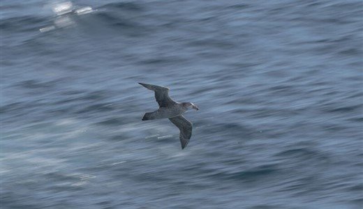 Vogel fliegt über das Meer in der Drake Passage
