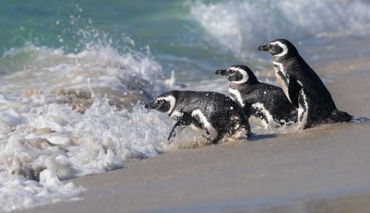 Pinguine Falklandinseln am Wasser