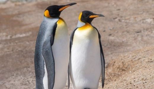 Königspinguin Pärchen Falklands