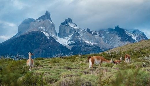 Patagonien Gebirge und Alpakas