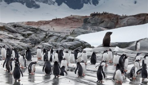 Eselspinguine und Robbe