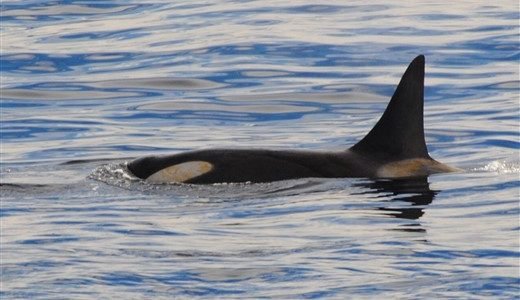 Orca Antarktis