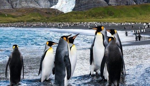 Königspinguine Antarktis