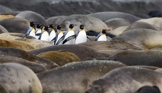 Königspinguine und Robben