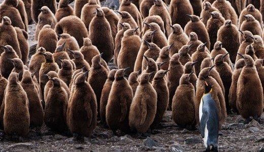 Pinguinküken Südgeorgien