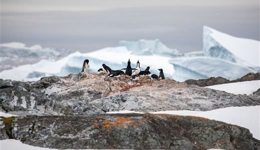 Adelie Pinguine Antarktis