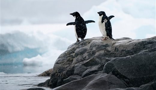 Adeliepinguine Antarktis