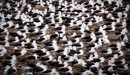 Antarctica_21_Albatrosse_Rodrigo Moraga_slider