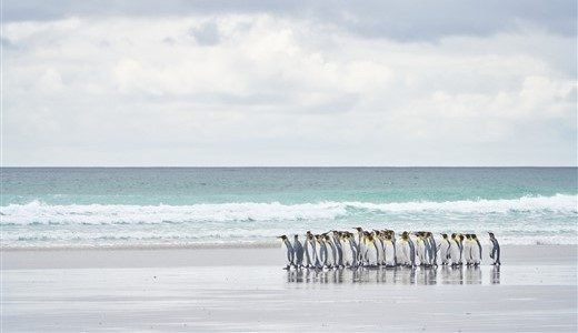 Antarctica_21_Falklandinseln_slider