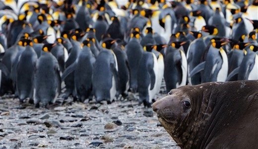 Antarctica_21_Königspinguine_Rodrigo Moraga_slider