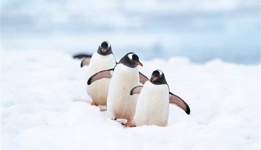 Eselspinguine