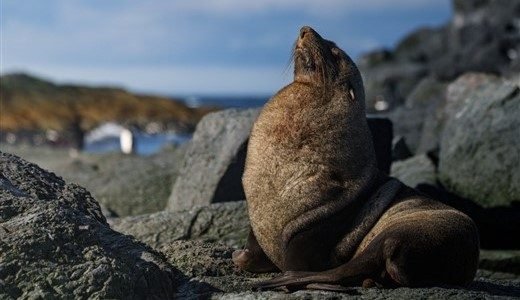 Antarctica_21_Robbe_Südgeorgien_RodrigoMoraga_slider