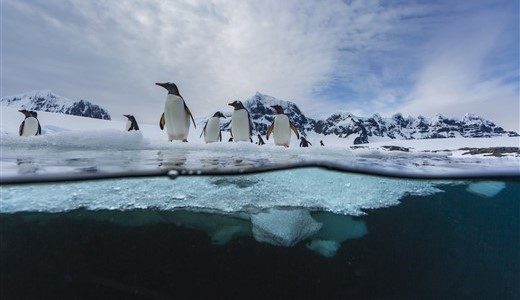Aufnahme unter und über Wasser von Eselspinguinen die auf einer Eisscholle stehen.